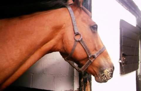 Church Farm - Foto 21