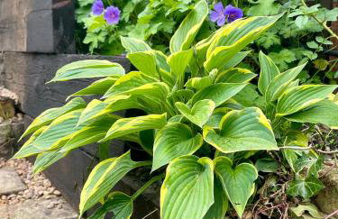 Haworth Haven - Charming Cottage with Private Garden & Summer House - Foto 31