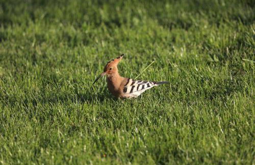 GITE MONTGOLFIÈRE 6 PERSONNES - Foto 54