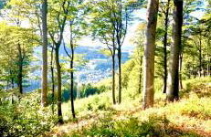 Ferienwohnung Dörnberg erleben mit Tiere bei Winterberg - Foto 20