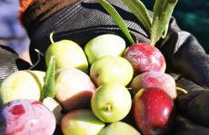 Azienda Agrituristica Baglio Carta - Foto 57