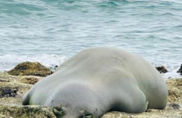 Oahu's Best Kept Secret - Photo 49