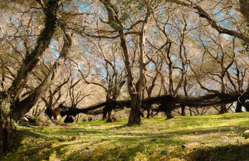 Krasospito 1850 - a Corfiot Wine House Reborn - Foto 71