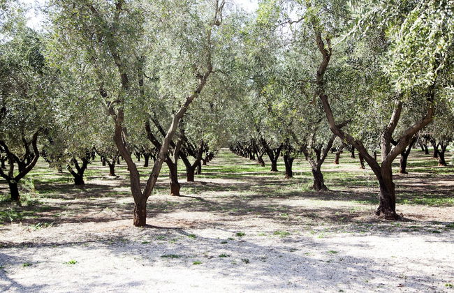 TerreAmare Agriturismo - Photo 45