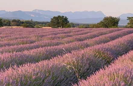 Le verger de Génas - Foto 18