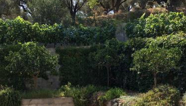The Olive Orchard - Foto 5, Garden view