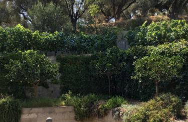 The Olive Orchard - Foto 5