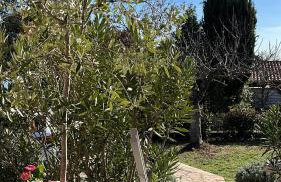 Villa Karigador, Umag- Karigador, Istria - Foto 8