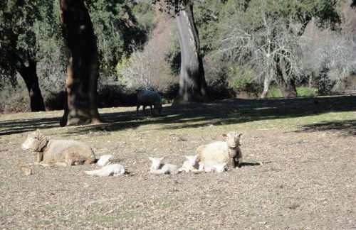 Casa Rural Sierra San Mamede - Foto 34