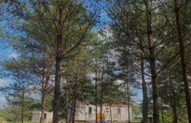 Holenderki na Zielonych Wzgórzach, Łowyń - Foto 47