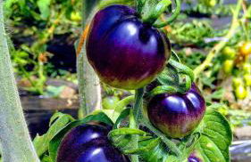 Casa Gayón - Foto 49