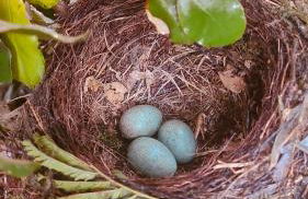 Cocon entre presqu'île du Cap Ferret et plages océanes - terrasse - 1 vélo gratuit - Foto 31