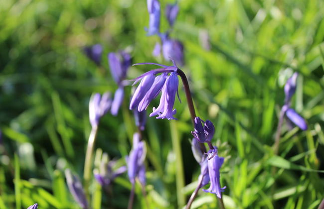 Cherrytreecottage - Cosy 19thcentury/pet Friendly - Foto 27