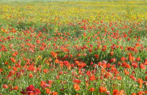 Ferienwohnung Geschwind - Foto 15