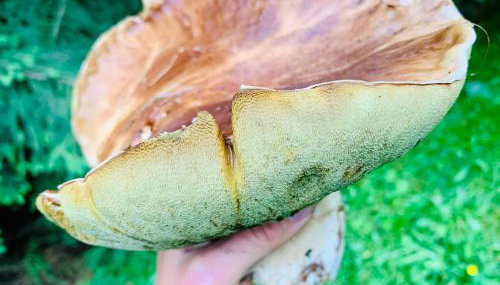 Flowmove Kamesznica - Foto 3