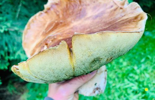 FM Kamesznica - Foto 3