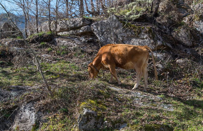 Macheta's Coutry House - Foto 25