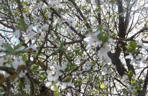 Ferienhaus-Hotel "Zur Grünen Oase" - Foto 66