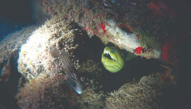 Night Diving in Ilhabela - Foto 5