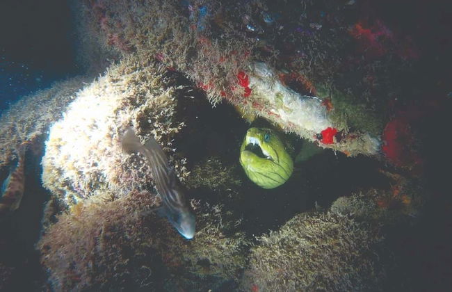 Immersione serale a Ilhabela - Foto 5