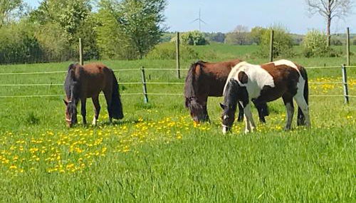 Familienfreundliche Ferienwohnung am Reuterteich - Foto 5, Garden