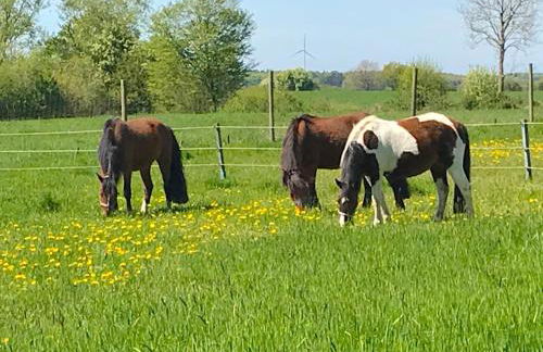 Familienfreundliche Ferienwohnung am Reuterteich - Foto 5