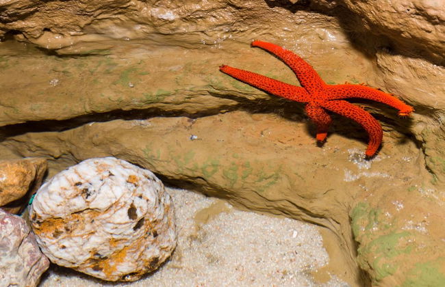 Acquario Costa d'Almería - Foto 8