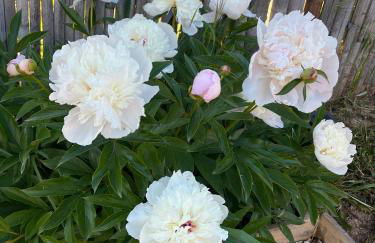 Petit Paradis - Foto 30