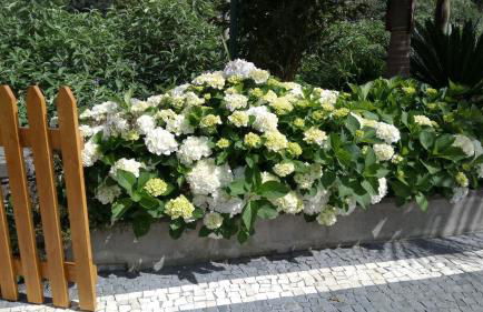 Casa da Ribeira - Foto 23