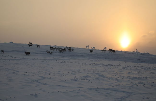 Nuorgam Holiday Village - Foto 47