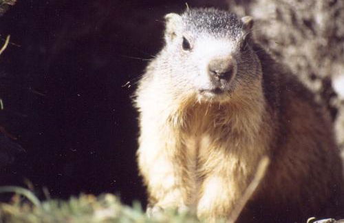 Le Gouroùn Hameau des Chazals Nevache Hautes Alpes - Photo 25