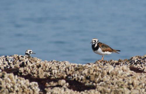 Petite Opale - Foto 30