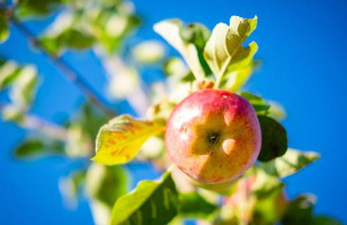 Ferienwohnung am Kunterbunthof - Foto 40