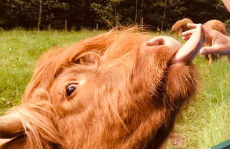 Haus Jenni im Schwarzwald, 3,5-Zimmer, große Terrasse - Foto 53