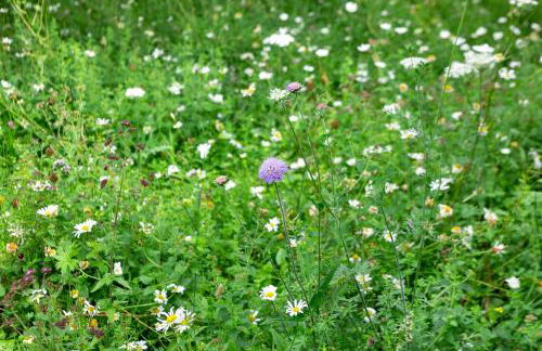 Chantry Cottage - Newby Hall, Ripon, North Yorkshire - Foto 23