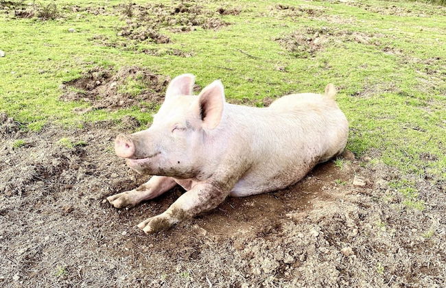 Agriturismo Lu Branu - Photo 48