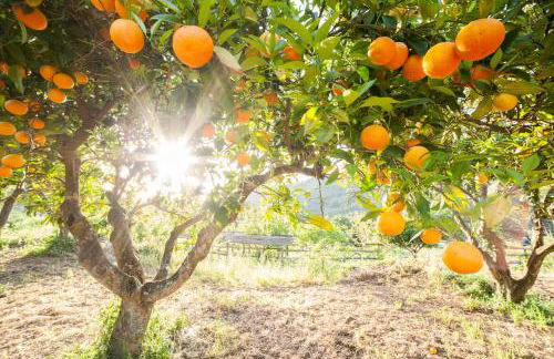 Calabrialcubo Agriturismo - Photo 24