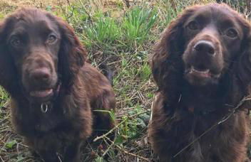 Penmorvah Manor Hotel - Foto 16