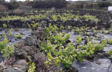 O Pomar do Gasparinho - Foto 16