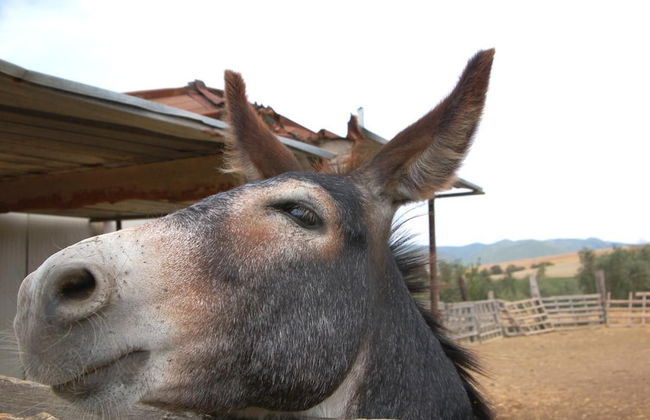 Agriturismo Il Giogo - Photo 17