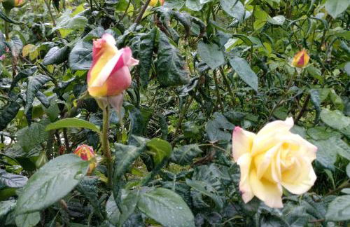 suite in cascina affittacamere - Photo 63