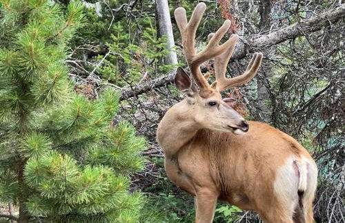 Glacier Summit-Spacious Modern Villa Near Glacier Park Part of Glacier Ridge Vacation Rental Collection - Foto 12