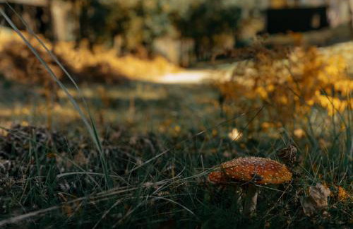 Osada Pod Łąkami - Foto 43