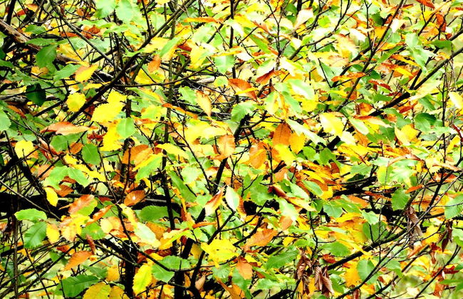 Vanzonetta - Casa in Val Anzasca, Monterosa - Foto 23