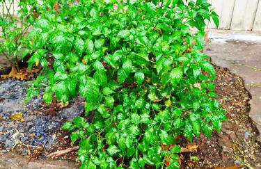 Apto Casa A Simples, Central e Aconchegante - Photo 4