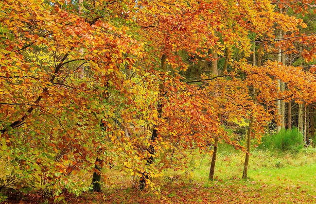 4 Person Holiday Home in Ans By-by Traum - Photo 38