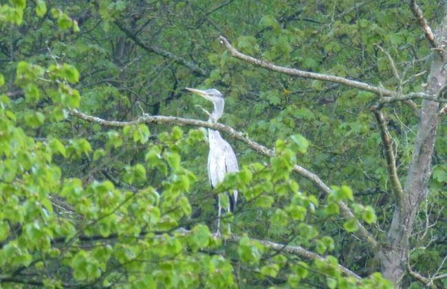 Lindenblatt ' Right - Foto 7