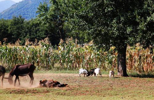 Azienda Agrituristica Pericle - Foto 55