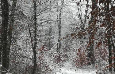 ČAROBNA ŠUMA ***(magic forest) - Foto 36