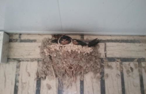 Ostseeurlaub-Asmussen Nieby - Foto 22